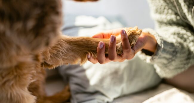 Navigating the Journey of At-Home Pet Euthanasia with Care and Compassion
